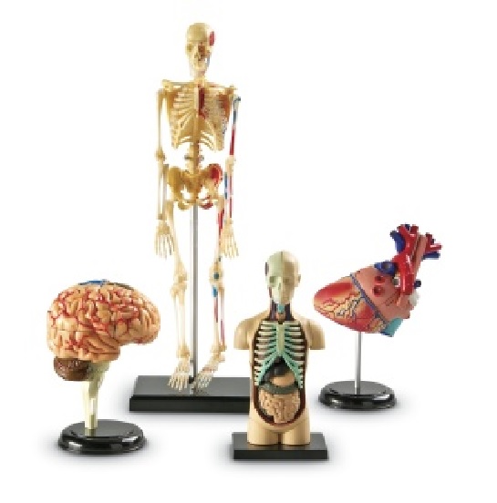 6901045 1 Anatomisæt